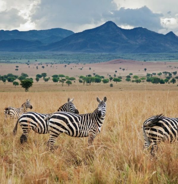 6 Days Queen Elizabeth And Kibale Chimpanzee Experience