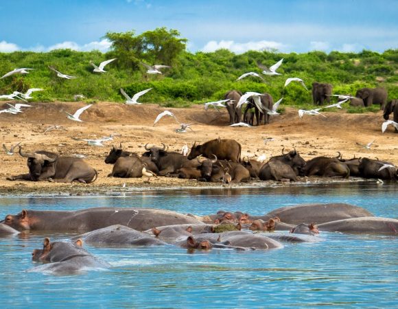 8 Days Kibale, Semuliki, Queen Elizabeth And Lake Mburo Experience