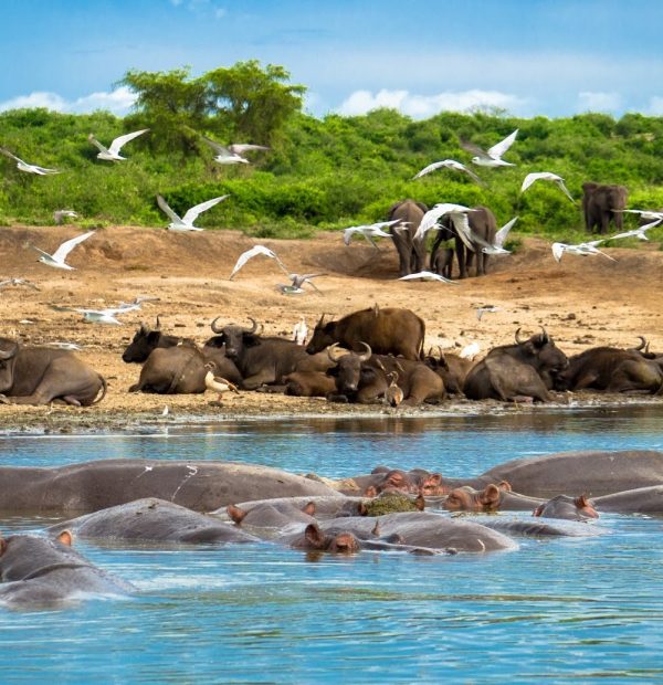 8 Days Kibale, Semuliki, Queen Elizabeth And Lake Mburo Experience