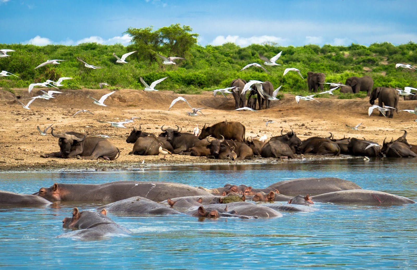 5 Days Murchison Falls National Park Experience