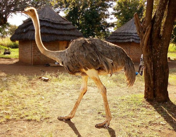 8 Days Sipi Falls, Source of the Nile and Kidepo Experience