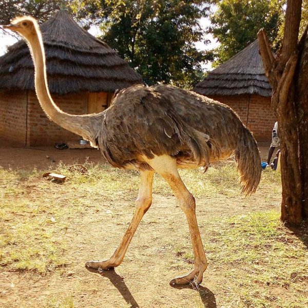 8 Days Sipi Falls, Source of the Nile and Kidepo Experience