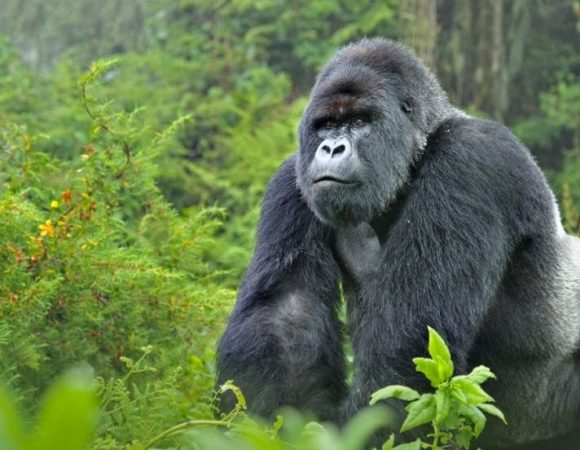 5 Days Uganda Gorilla Experience