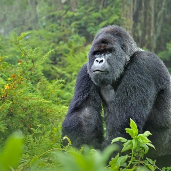 5 Days Uganda Gorilla Experience