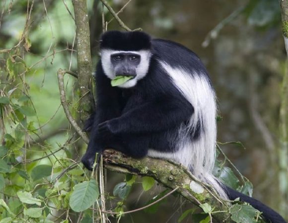 5 Days Kibale Forest National Park Chimpanzee Experience