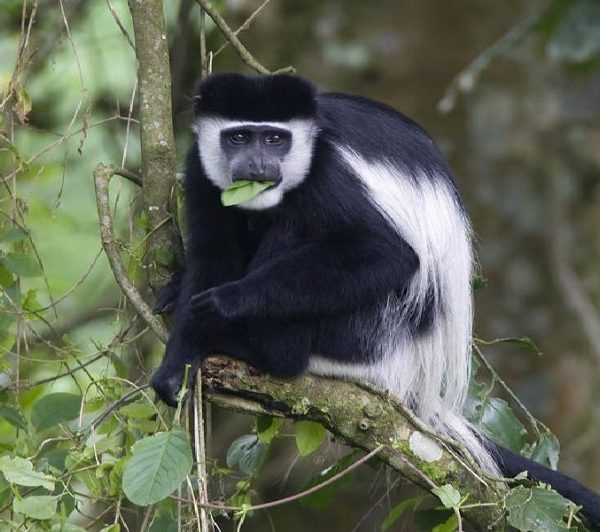 5 Days Kibale Forest National Park Chimpanzee Experience