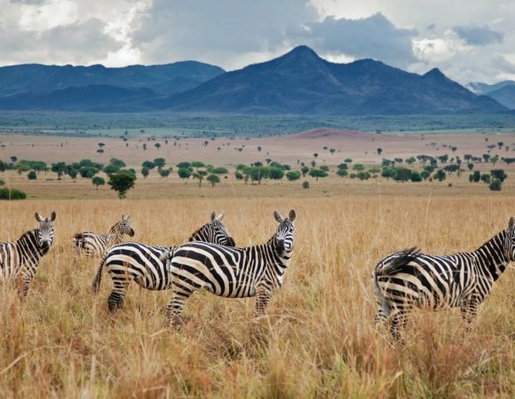 6 Days Queen Elizabeth And Kibale Chimpanzee Experience