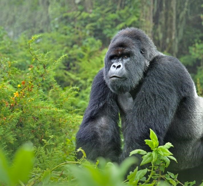 5 Days Uganda Gorilla Experience