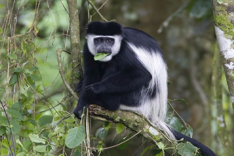 5 Days Kibale Forest National Park Chimpanzee Experience